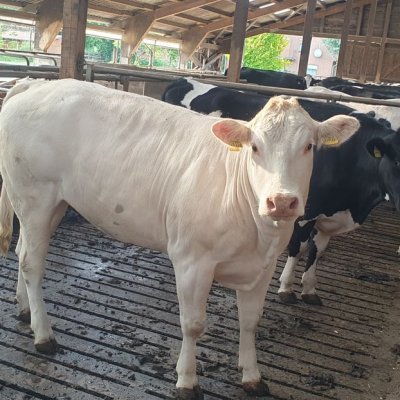 Blonde d'Aquitaine Färse