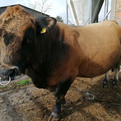 Herde bio zertifiziert ab 1.1.2024  - Bild 3