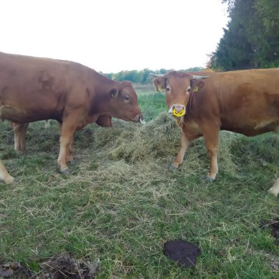 Limousin Kühe
