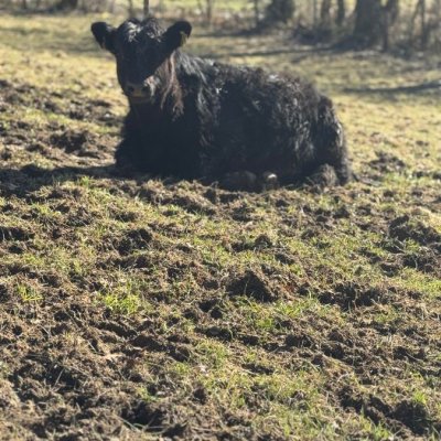 Galloway Bulle ca 18 Monate 
