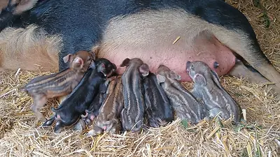 Mangalitzaferkel/Wollschweinferkel Eber und Sau - Bild 3