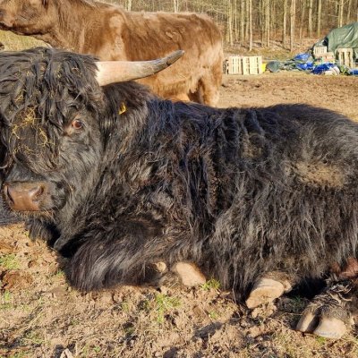 Schottisch Hochland Highland Cattle Jungbulle