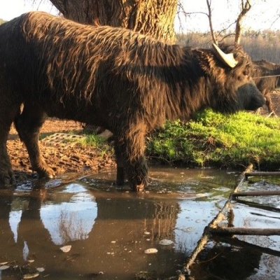 Junge Wasserbüffel zu verkaufen