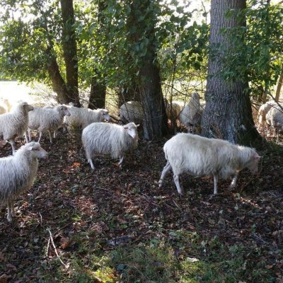 Moorschnucken aus Herbuchzucht