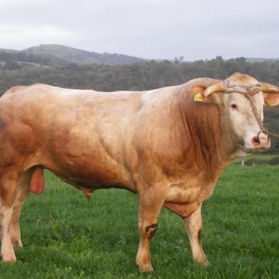 Tiefkühlsperma Blonde d' Aquitaine der sichere Deckbulle   