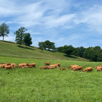 Limousin Bestandsverkleinerung