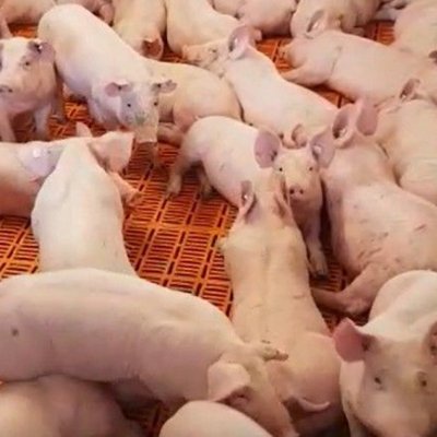 Ferkel  , bis 1000ér Gruppen