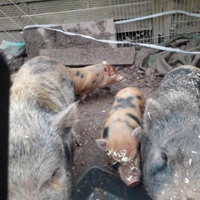 4 Eberferkel aus August 