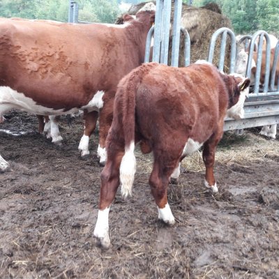Hereford Bulle Absetzer