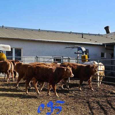 Limousin Jungbullen