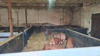 Bentheimer x Duroc Mastschwein / Schlachtschwein - Bild 3