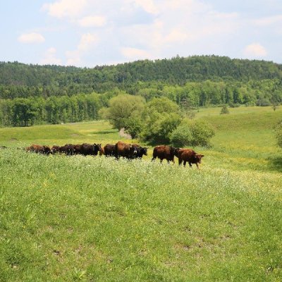 Weideflächen für Pensionsrinder