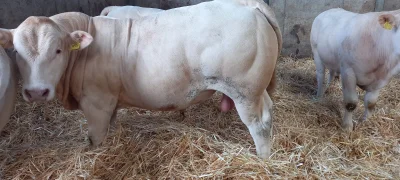 Mehrere Blonde Aquitaine Bullen gen .hornlos